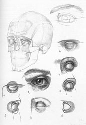Inloop les: Anatomy zonder model met als onderwerp het menselijk gezicht/hoofd.