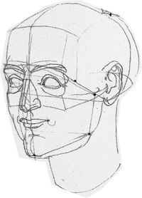 Picture to the right: construction of the head and facial characteristics.