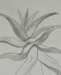 2-12-2009, Hortus Botanicus, studie van bladeren, organische vormen die doen denken aan tongen of slangen aan de kop van medusa.