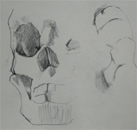 2-12-2009. Vlotte studie van een schedel door S. Mäki. Tekening in houtskool/ potlood.