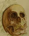 experimentele schedel studie in inkt en pastels/ experimental skull study in inkt and pastels