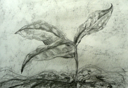 
Hortus Botanicus, Houtskool potlood/ Greenhouse, Charcoal pencil
