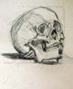 traditioneel schedel studie, houtskool/ traditional skull study, charcoal